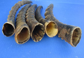 Wholesale Male Blesbok horns, commercial grade, 12 to 16 inches - 2 @ $11.25 each; 10 @ $10.00 each 