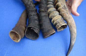 Wholesale Mixed Male and Female B-Grade Blesbok Horns 11 to 16 inches - 5 @ $5.50 each; 20 @ $4.95 each 