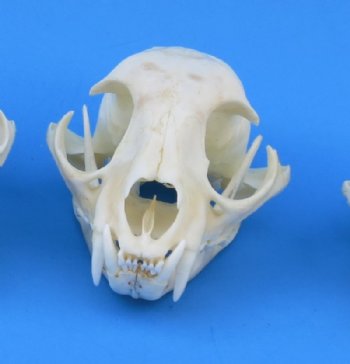 Wholesale North American Bobcat Skulls - $55 each; 6 or more @ $49 each  