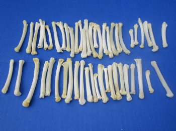 Wholesale bobcat foot bones (Paw), 1/2 inches to 3 inches (cleaned and off white in color) - 25 pcs @ $.75 each; 100 pcs @ $.67 each