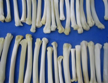 Wholesale bobcat foot bones (Paw), 1/2 inches to 3 inches (cleaned and off white in color) - 25 pcs @ $.75 each; 100 pcs @ $.67 each