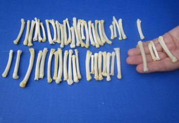 Wholesale bobcat foot bones (Paw), 1/2 inches to 3 inches (cleaned and off white in color) - 25 pcs @ $.75 each; 100 pcs @ $.67 each