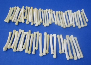 Wholesale coyote foot bones (Paw), 1-1/4 inches to 2 inches (cleaned and off white in color) - 25 pcs @ $.75 each; 100 pcs @ $.67 each