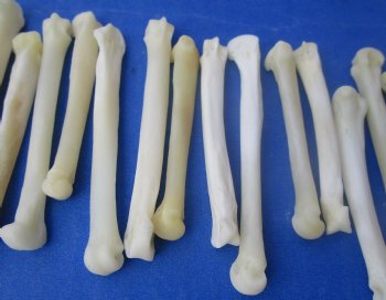 Wholesale coyote foot bones (Paw), 1-1/4 inches to 2 inches (cleaned and off white in color) - 25 pcs @ $.75 each; 100 pcs @ $.67 each