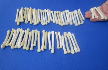 Wholesale coyote foot bones (Paw), 1-1/4 inches to 2 inches (cleaned and off white in color) - 25 pcs @ $.75 each; 100 pcs @ $.67 each