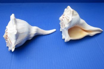 Wholesale Large Lightning Whelk Left Handed Whelks 6"-7" - 2 pcs @ $4.75 each; 12 pcs @ $4.25 each