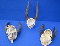 Wholesale African Bushbuck Skull Plate with Horns -  $40.00 each; Pack of 3 @ $36.00 each 