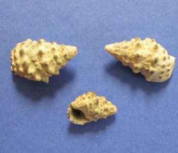 Wholesale Cerithium Sand Snail, natural shells  5/8 to 1-1/4 inch - $1.50/kilo (Min: 2 kilos) 