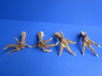 Wholesale North American Chicken feet/leg, cured,  5 to 6 inches  - 3 pcs @ $4.25 each; 15 pcs @ $3.75 each