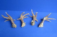 Wholesale North American Chicken feet/leg, cured,  5 to 6 inches  - 3 pcs @ $4.25 each; 15 pcs @ $3.75 each