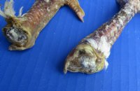 Wholesale North American Chicken feet/leg, cured,  5 to 6 inches  - 3 pcs @ $4.25 each; 15 pcs @ $3.75 each