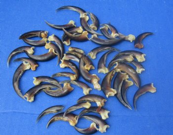 Wholesale Porcupine claws (assorted sizes) - 10 pcs @ $..95 each; 25 pcs @ $.85 each