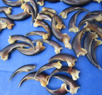 Wholesale Porcupine claws (assorted sizes) - 10 pcs @ $..95 each; 25 pcs @ $.85 each