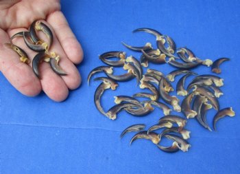 Wholesale Porcupine claws (assorted sizes) - 10 pcs @ $..95 each; 25 pcs @ $.85 each