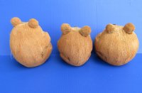 Wholesale carved coconut bears 5 inches - 25 pcs @ $3.50 each 