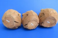 Wholesale carved coconut bears 5 inches - 25 pcs @ $3.50 each 