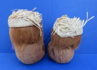 Wholesale Carved and Painted Coconut Monkeys Playing Drums Wearing Straw Hats Novelty  - 6 pcs @ $3.90 each