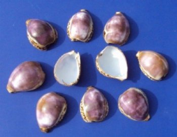 Wholesale cut purple top tiger cowries cut for making seashell night lights - 12 pieces @ .95 each; 60 pcs @ $.85 each