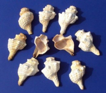 Wholesale cut striped fox conch shell for making night lights - 1 dozen @ $9.00/dz: 120 pcs (10 dz) @ $.65 each