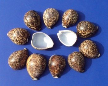 Wholesale cut tiger cowries for making seashell night lights - 12 pieces @ .90 each;  60 pcs @ $.80 each 