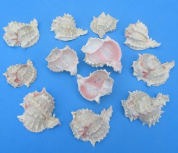 Wholesale cut pink murex for making seashell night lights - Case of 120 pcs @ $.65 each