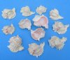 Wholesale cut pink murex for making seashell night lights - Case of 120 pcs @ $.65 each