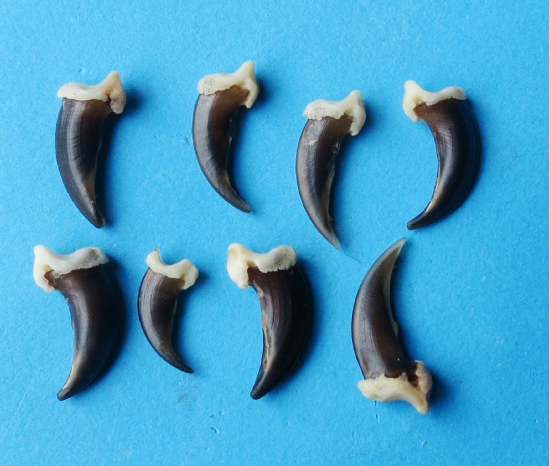 Wholesale coyote claws for sale in bulk