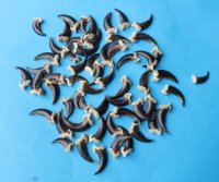 Wholesale coyote claws - 25 pcs @ $.80 each; 100 pcs @ $.72 each