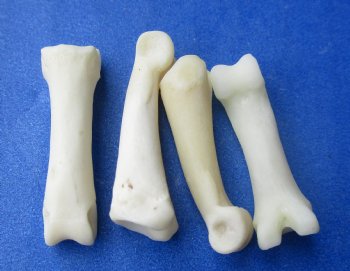 Wholesale Coyote Toe Bones in Bulk, 3/4 to 1 inch (cleaned and off white in color) - 25 pcs @ $.65 each; 100 pcs @ $.58 each