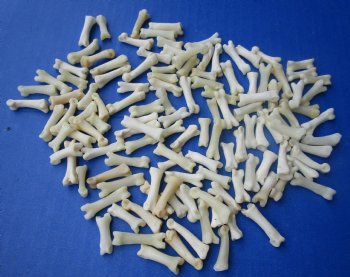 Wholesale Coyote Toe Bones in Bulk, 3/4 to 1 inch (cleaned and off white in color) - 25 pcs @ $.65 each; 100 pcs @ $.58 each