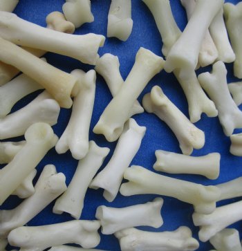 Wholesale Coyote Toe Bones in Bulk, 3/4 to 1 inch (cleaned and off white in color) - 25 pcs @ $.65 each; 100 pcs @ $.58 each