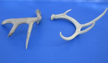 Wholesale Whitetail Deer Antlers, Horns for sale (assorted sizes and mixed quality) - 2 pcs @ $12.50 each; 8 pcs @ $11.25 each