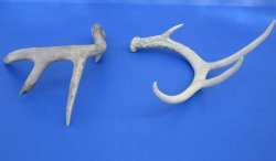 Wholesale Whitetail Deer Antlers, Horns for sale (assorted sizes and mixed quality) - 2 pcs @ $12.50 each; 8 pcs @ $11.25 each