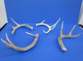 Wholesale Whitetail Deer Antlers, Horns for sale (assorted sizes and mixed quality) - 2 pcs @ $12.50 each; 8 pcs @ $11.25 each