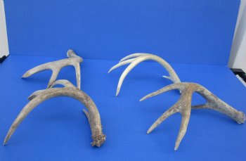 Wholesale Whitetail Deer Antlers, Horns for sale (assorted sizes and mixed quality) - 2 pcs @ $12.50 each; 8 pcs @ $11.25 each