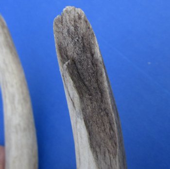 Wholesale Whitetail Deer Antlers, Horns for sale (assorted sizes and mixed quality) - 2 pcs @ $12.50 each; 8 pcs @ $11.25 each