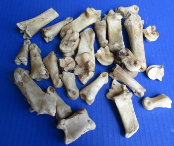 Wholesale Deer Knuckle bones in assorted sizes - 25 pcs @ $.40 each; 100 pcs @ $.36 each
