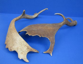 Wholesale Large Fallow Deer Antlers, Horns (Dama Dama) 14 inches to 20 inches - 8 pcs @ $15 each