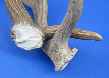 Wholesale Large Fallow Deer Antlers, Horns (Dama Dama) 14 inches to 20 inches - 8 pcs @ $15 each