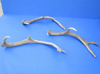 Wholesale Small Fallow Deer Antlers, Horns (Dama Dama) 9 inches to 13 inches - 2 pcs @ $10 each; 8 pcs @ $8.50 each