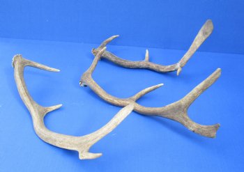 Wholesale Small Fallow Deer Antlers, Horns (Dama Dama) 9 inches to 13 inches - 2 pcs @ $10 each; 8 pcs @ $8.50 each