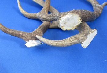 Wholesale Small Fallow Deer Antlers, Horns (Dama Dama) 9 inches to 13 inches - 2 pcs @ $10 each; 8 pcs @ $8.50 each