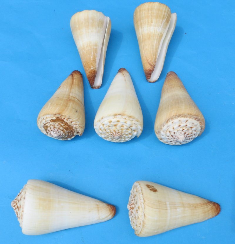 Cone Seashell Small Assorted Mix (6 shells approx. 1.5+ inches)