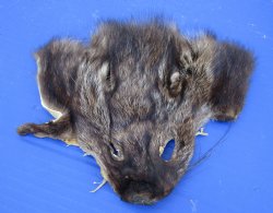 Wholesale Fisher Face Pelts 6-1/2 inches to 7-1/2 inches - 2 pcs @ $5.00 each;12 pc @ $4.50 each