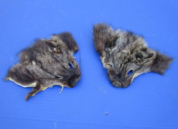 Wholesale Fisher Face Pelts 6-1/2 inches to 7-1/2 inches - 2 pcs @ $5.00 each;12 pc @ $4.50 each