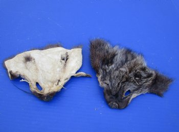 Wholesale Fisher Face Pelts 6-1/2 inches to 7-1/2 inches - 2 pcs @ $5.00 each;12 pc @ $4.50 each