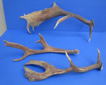 Wholesale Large Fallow Deer Antlers, Horns (Dama Dama) 14 inches to 20 inches - 2 pcs @ $17 each