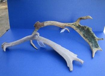 Wholesale #2 Grade Large Fallow Deer Antlers, Horns (Dama Dama) 14 inches to 20 inches - 2 pcs @ $13.50 each