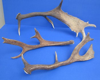 Wholesale Large Fallow Deer Antlers, Horns (Dama Dama) 14 inches to 20 inches - 2 pcs @ $17 each