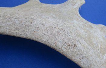 Wholesale #2 Grade Large Fallow Deer Antlers, Horns (Dama Dama) 14 inches to 20 inches - 2 pcs @ $13.50 each